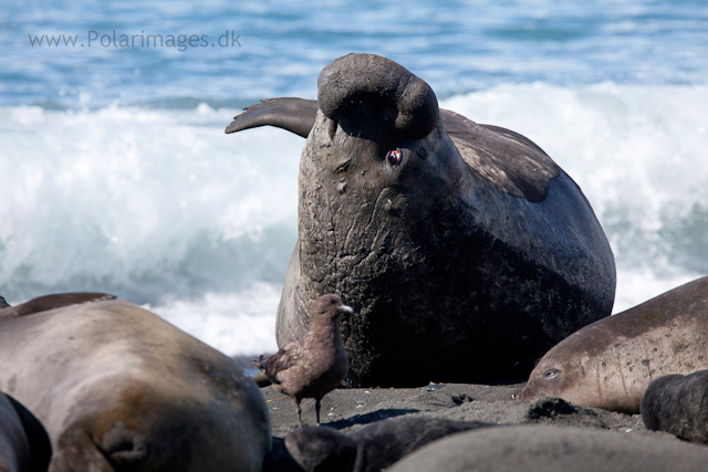 Elephant seal bull, Gold Harbour_MG_1081