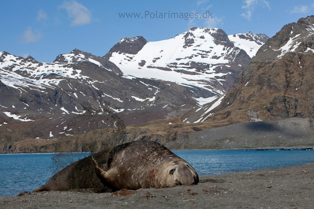 Elephant seal bull, Gold Harbour_MG_1111