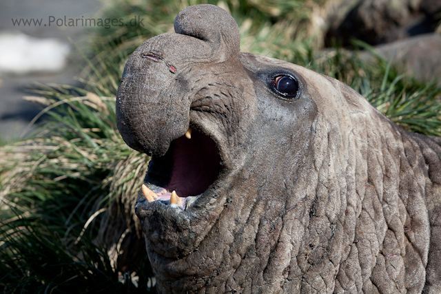 Elephant seal bull, Gold Harbour_MG_8914