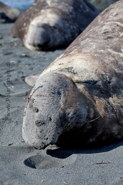 Elephant seal bull, Gold Harbour_MG_8916