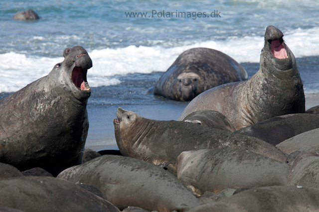 Elephant seal bulls, Gold Harbour_MG_7254