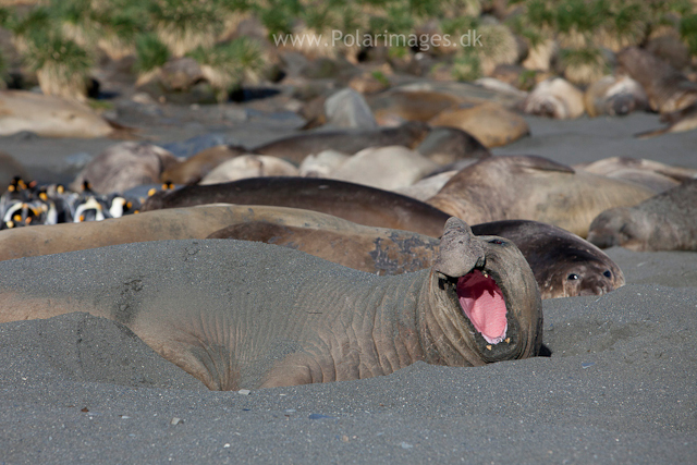 Elephant seal buls, Gold Harbour_MG_0079