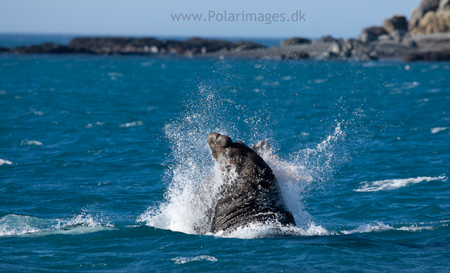 Elephant seal fight, Possession Bay_MG_7796