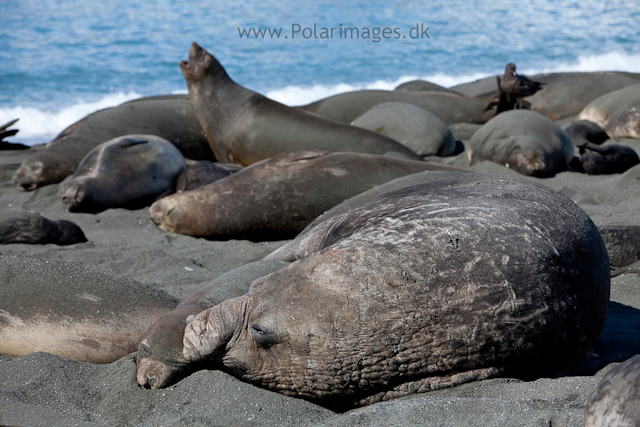 Elephant seal mating, Gold Harbour_MG_1037