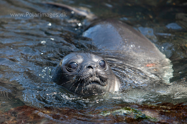 Elephant seal pup, Cooper Bay_MG_9873
