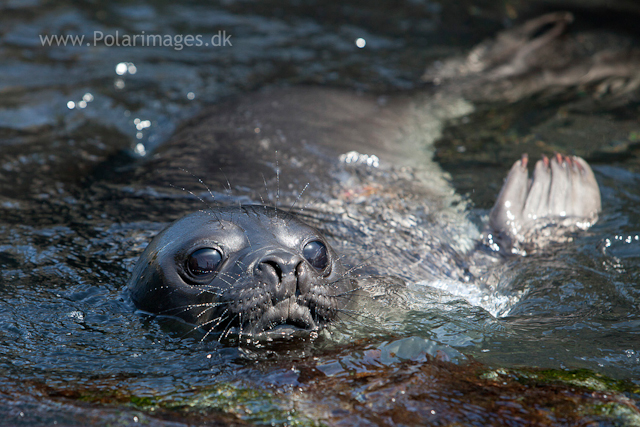 Elephant seal pup, Cooper Bay_MG_9875
