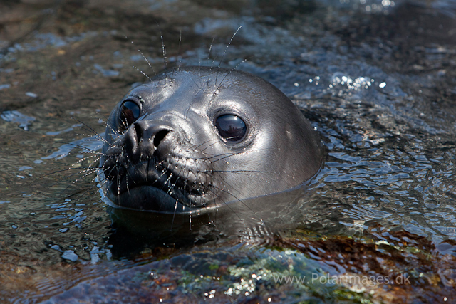 Elephant seal pup, Cooper Bay_MG_9878