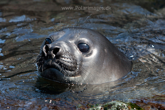 Elephant seal pup, Cooper Bay_MG_9879