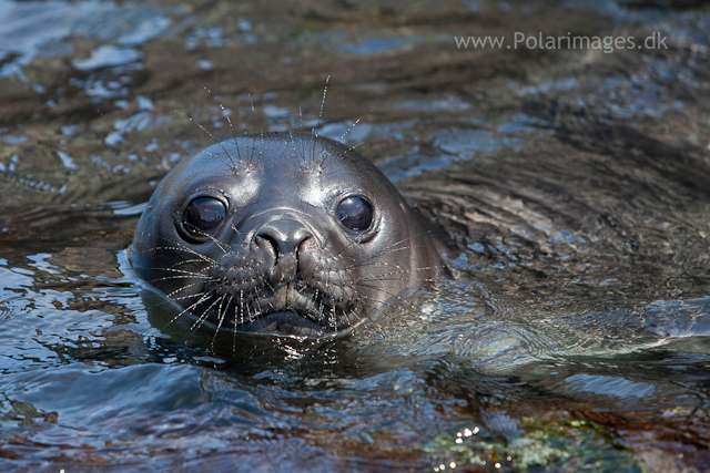 Elephant seal pup, Cooper Bay_MG_9881