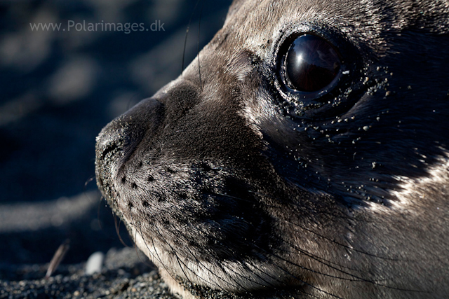 Elephant seal pup, Gold Harbour_MG_0120