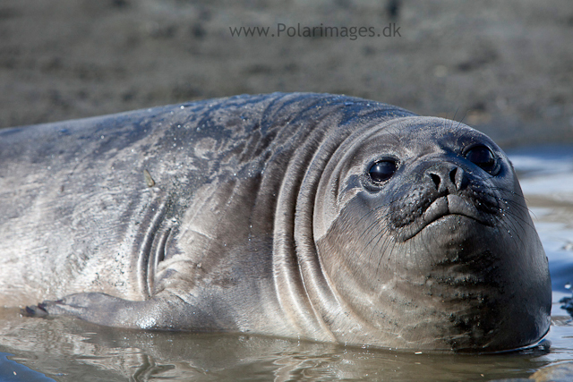 Elephant seal pup, Gold Harbour_MG_1020