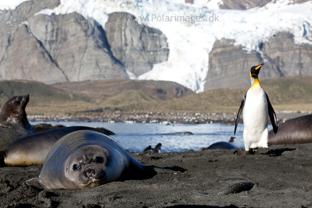 Elephant seal pup, Gold Harbour_MG_8782