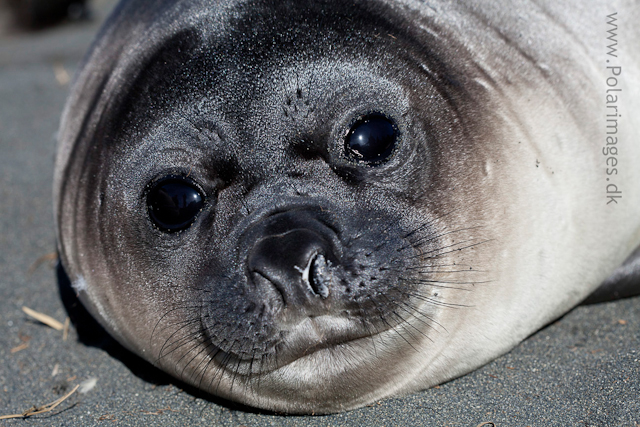 Elephant seal pup, Gold Harbour_MG_8851