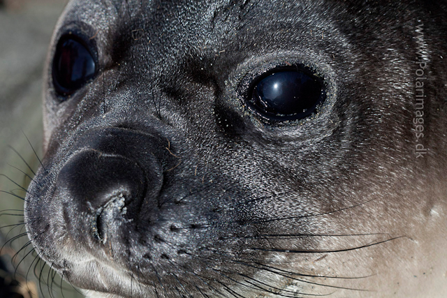 Elephant seal pup, Gold Harbour_MG_8895