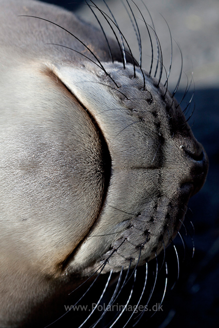 Elephant seal pup, Gold Harbour_MG_8909