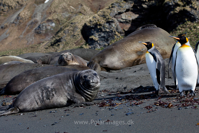 Elephant seal pup, Gold Harbour_MG_8925