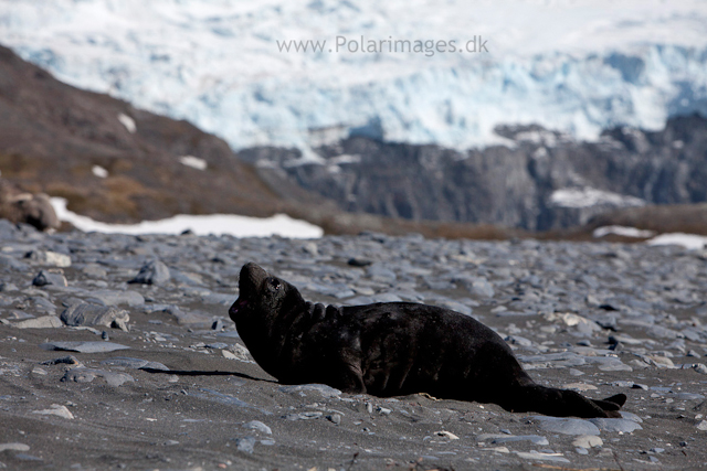 Elephant seal pup, Possession Bay_MG_7667