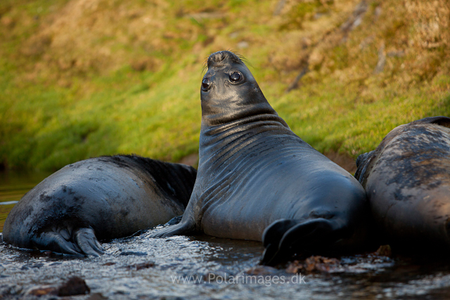 Elephant seal pups. Ocean Harbour_MG_0783