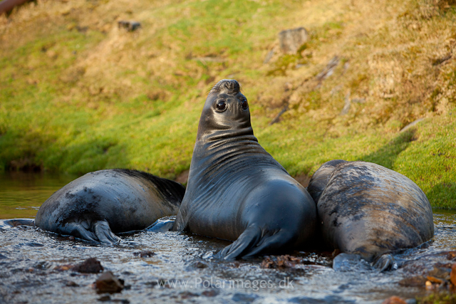 Elephant seal pups. Ocean Harbour_MG_0785