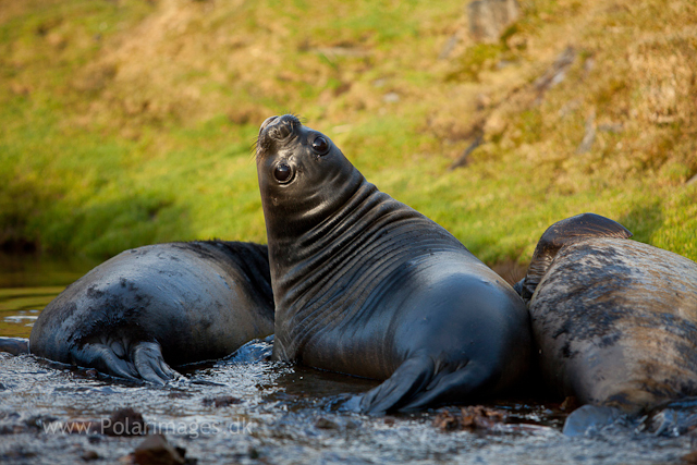 Elephant seal pups. Ocean Harbour_MG_0789