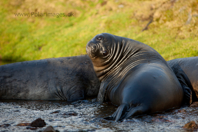 Elephant seal pups. Ocean Harbour_MG_0805