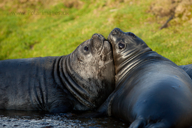 Elephant seal pups. Ocean Harbour_MG_0811