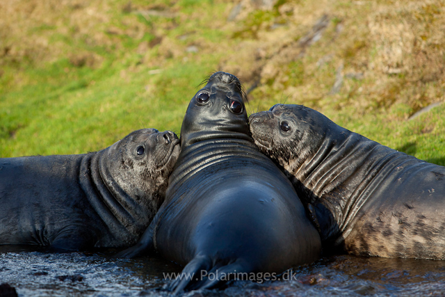 Elephant seal pups. Ocean Harbour_MG_0813