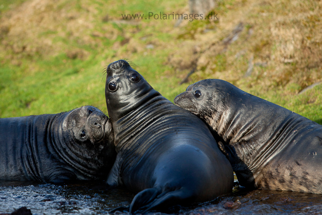 Elephant seal pups. Ocean Harbour_MG_0814