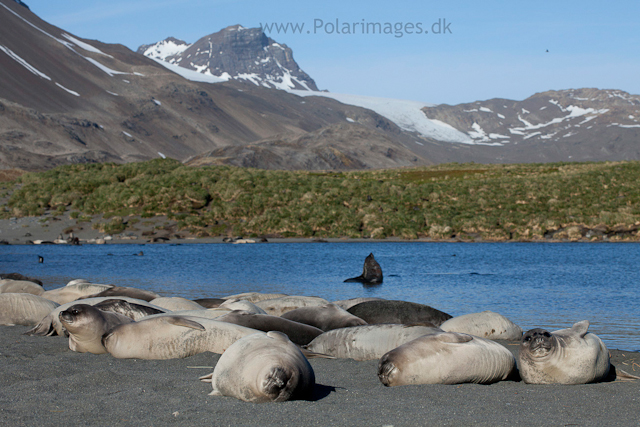Elephant seal pups, Possession Bay_MG_9669