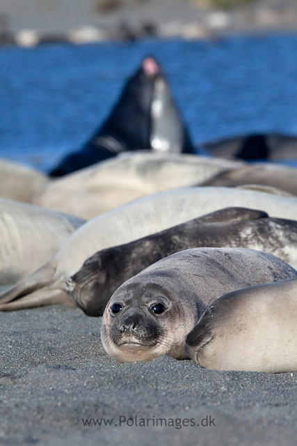 Elephant seal pups, Possession Bay_MG_9698