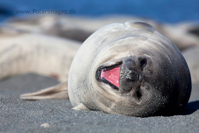 Elephant seal pups, Possession Bay_MG_9704