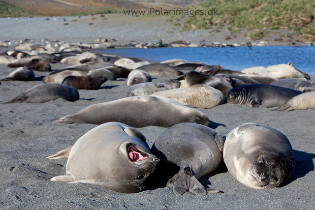 Elephant seal pups, Possession Bay_MG_9725