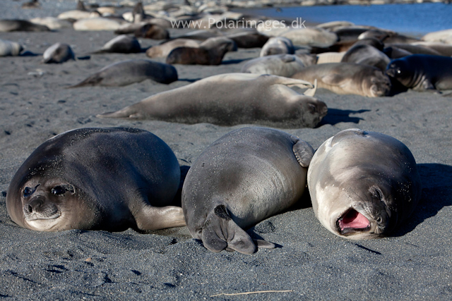 Elephant seal pups, Possession Bay_MG_9739