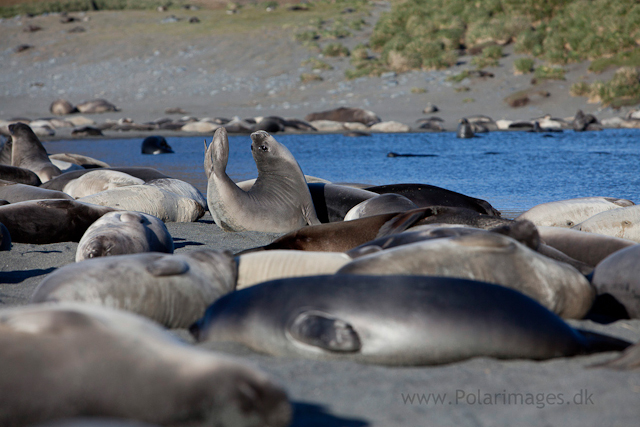 Elephant seal pups, Possession Bay_MG_9757