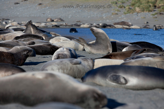 Elephant seal pups, Possession Bay_MG_9761
