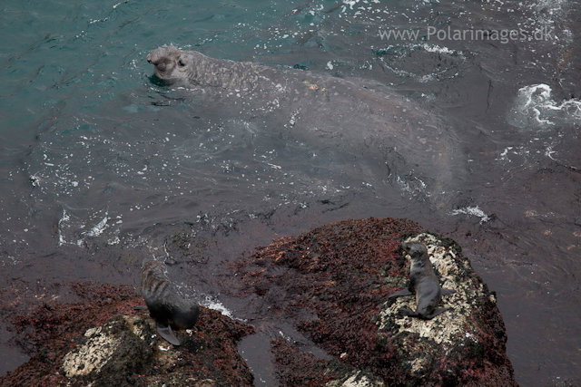 Elephant seal satellite bull, Elsehul_MG_8193