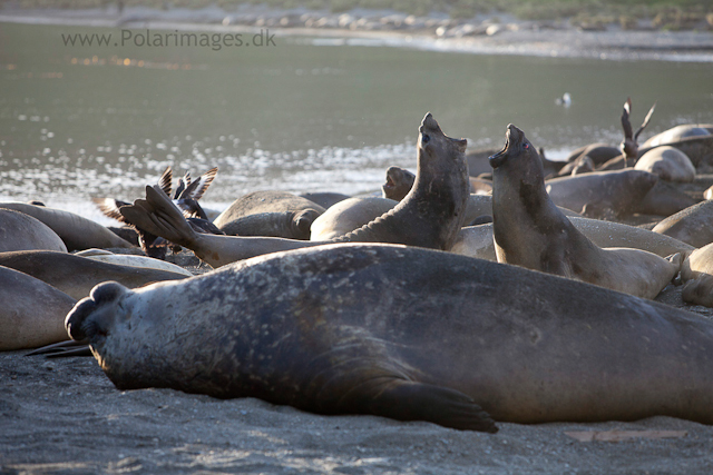 Elephant seals. Ocean Harbour_MG_0819