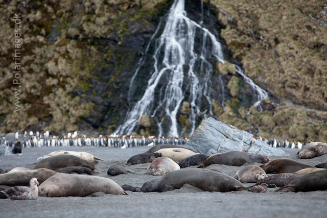 Elephant seals, Right Whale Bay_MG_7944