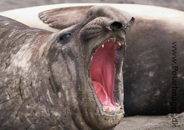 Fortuna Bay SG Elephant seal PICT6636