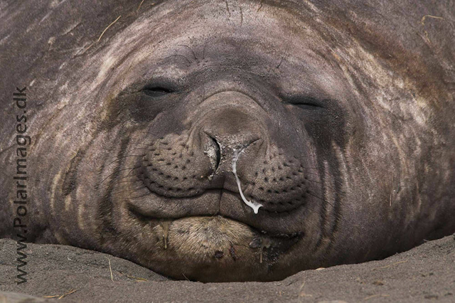 Fortuna Bay SG Elephant seal PICT6669