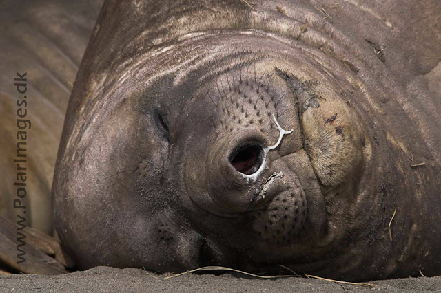 Fortuna Bay SG Elephant seal PICT6678