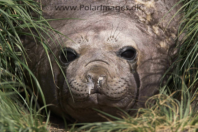 Fortuna Bay SG Elephant seal PICT6686