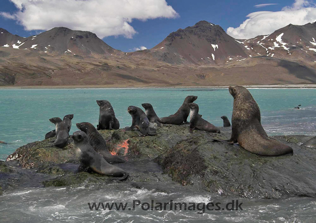 Fortuna Bay SG Fur seals PICT6835