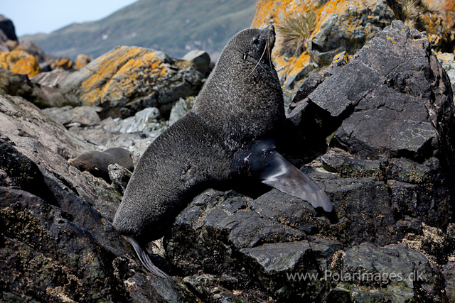 Fur seal bull, Cooper Bay_MG_9869