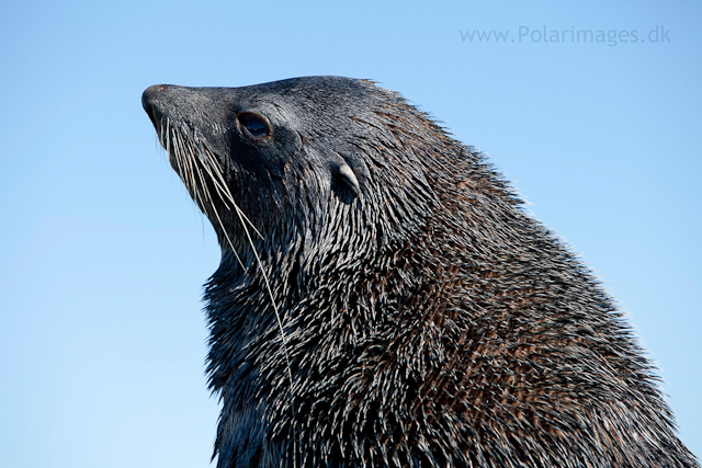 Fur seal bull, Salisbury Plain_MG_8588