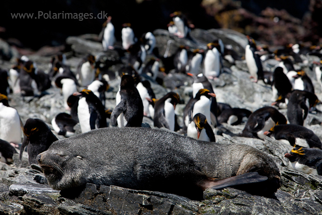 Fur seal bull and Macaroni penguins, Cooper Bay_MG_9902