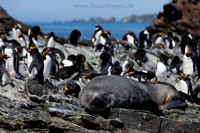 Fur seal bull and Macaroni penguins, Cooper Bay_MG_9903