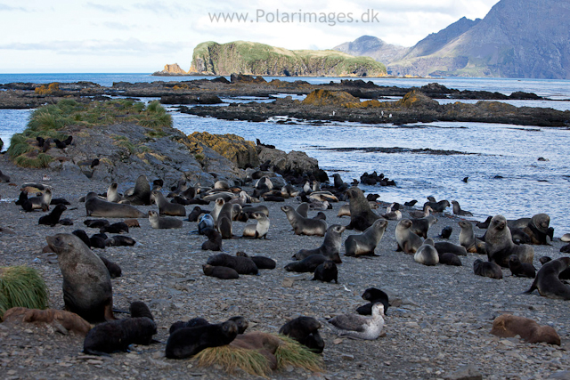 Fur seal density, Prion Island_MG_3008