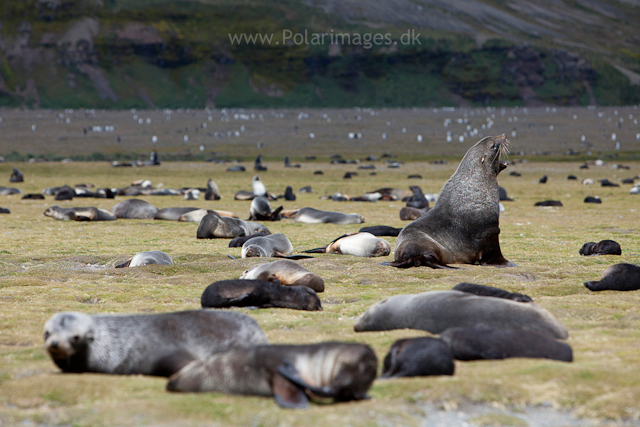 Fur seal density , Salisbury Plain_MG_2951