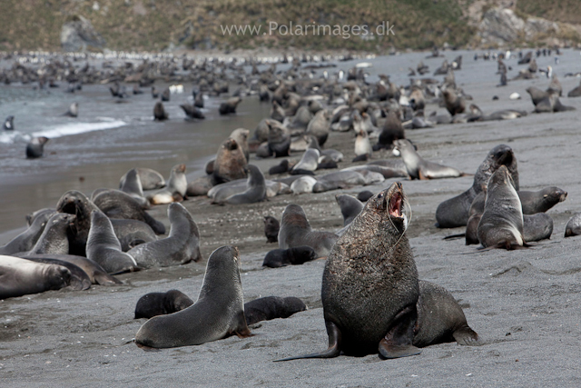 Fur seals rule, 28 Nov 2010, Right Whale Bay_MG_9571